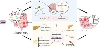 Present and Future: Crosstalks Between Polycystic Ovary Syndrome and Gut Metabolites Relating to Gut Microbiota